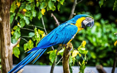 養雀|澳門鸚鵡/雀鳥愛好者 Macau Parrot & Bird